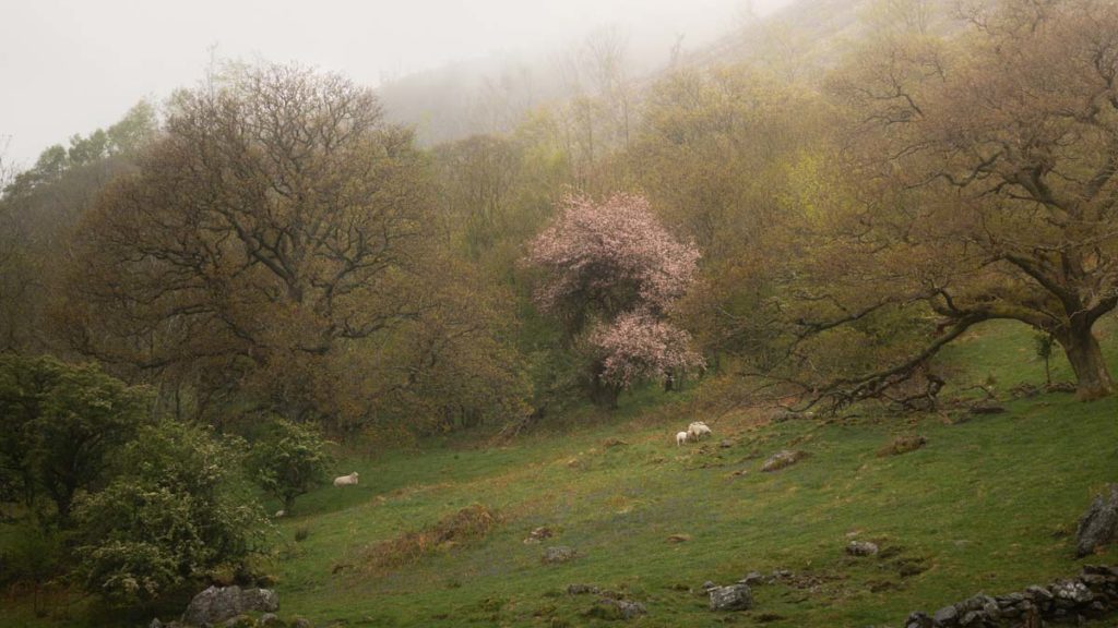 Purple pink coloured blossom tree in a green field with sheep grazing below it surrounded by brown trees. The sky is thick with cloud and fog but some yellow light is illuminating the picture. 