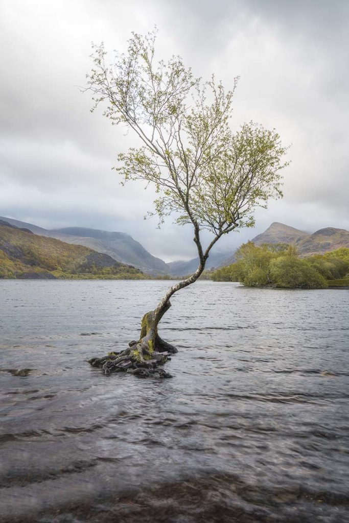 A single tree in the middle of a lake with green mountains in the background and a grey moody sky