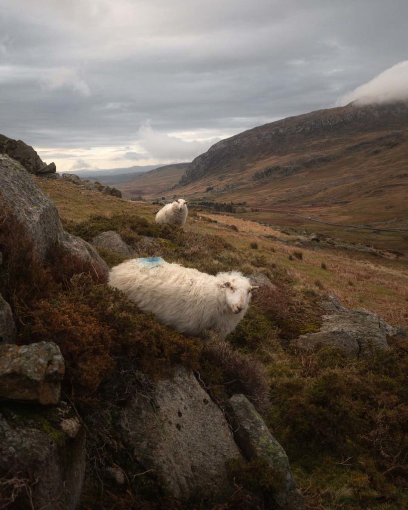 Two fluffy sheep looking straight at the camera on a rocky grassy mountain side . There are hills in the distance and the sky is thick with clouds. 