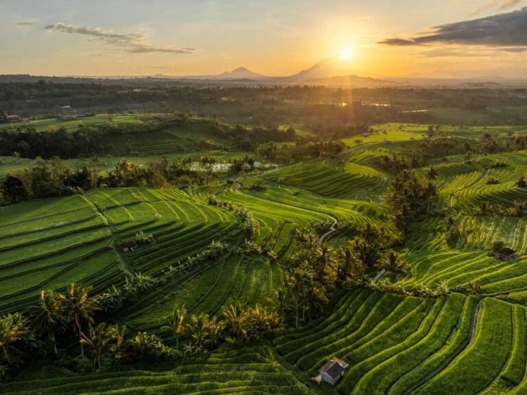 An expansive view of the Jatiluwih rice terraces in Bali, showcasing vibrant green, cascading fields under the warm light of sunrise. The terraces are surrounded by scattered palm trees and small huts, with winding pathways weaving through the landscape. In the distance, majestic volcanoes rise against a golden sky, adding depth and grandeur to this captivating example of landscape travel photography