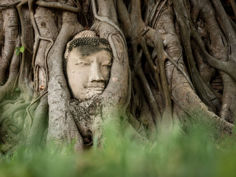 Stone Buddha head entwined in the roots of a banyan tree at Wat Mahathat in Ayutthaya, Thailand. The serene, weathered face is partially surrounded by soft green grass and deeply embedded in the twisting tree trunks.