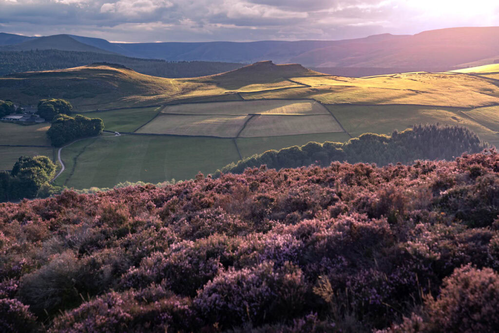 Purple heather in bloom covers the foreground on Derwent Edge in the Peak District during late August. Rolling patchwork fields stretch across the valley toward the rounded summit of Crook Hill under soft golden evening light and layered clouds.