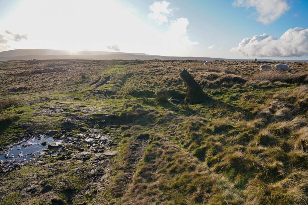 A muddy track crosses grassy moorland with puddles reflecting the bright sky along Derwent Edge. Sheep graze across the open Peak District landscape under low sunlight.
