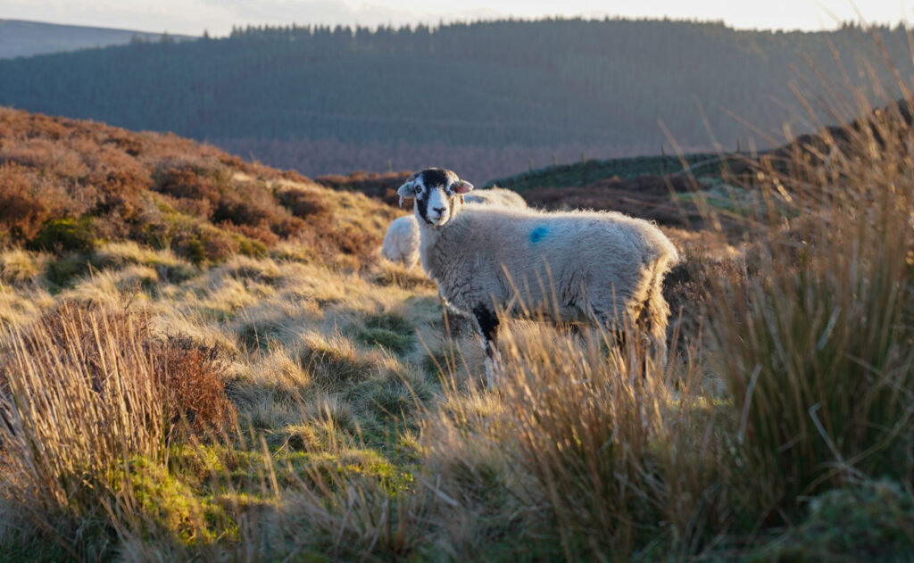 Landscape photography on Derwent Edge in the Peak District showing a sheep standing among rough moorland grasses and heather in warm evening light. Forested hills and rolling moorland form the background across the Upper Derwent Valley.