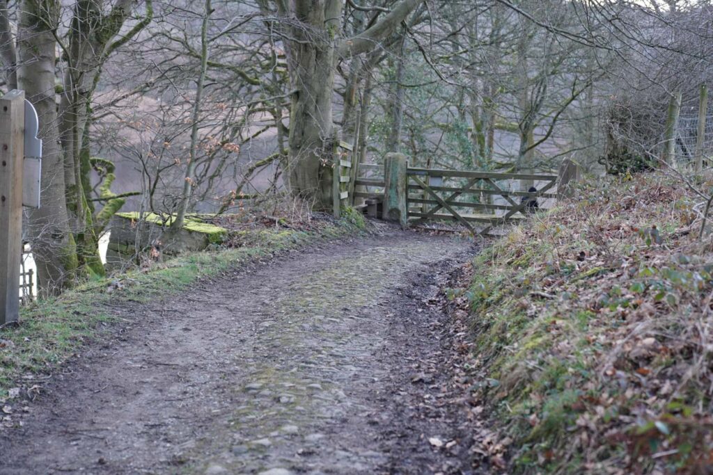 A cobbled farm track leads downhill through a wooded area toward a wooden gate and stone wall. Bare trees and leaf covered ground mark this quiet woodland section near the end of the Derwent Edge walk in the Peak District.